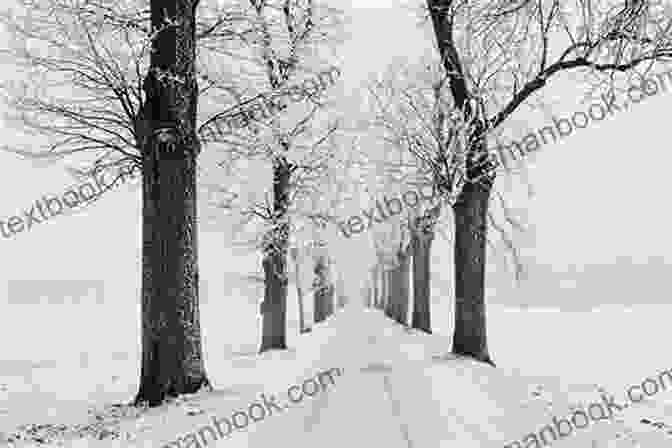 A Black And White Photograph Of Bare Trees In A Snowy Landscape Winter Trees Sylvia Plath