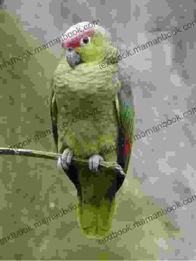 A Close Up Of A Vibrant Green Parrot Perched On A Branch In The Ecuadorian Amazon Rainforest. A Brief History Of The Sewing Machine: Without The Boring Bits