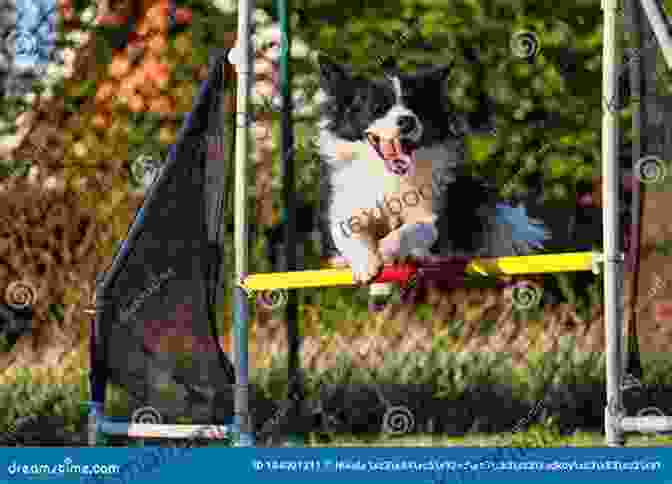 A Graceful Border Collie, Haiku Leland Dirks, Leaps Over An Agility Hurdle, Showcasing His Exceptional Athleticism And Agility Prowess. Border Collie Haiku Leland Dirks