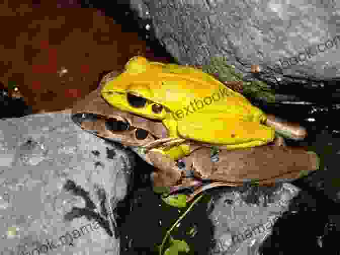 A Male Frog Serenading A Female Frog With A Love Song A Frog He Would A Wooing Go