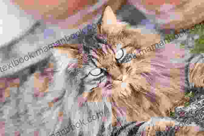 A Photograph Of Bertie, A Long Haired Tabby Cat With Bright Green Eyes And A Serene Expression. The Bertie Project: 44 Scotland Street (11) (The 44 Scotland Street)