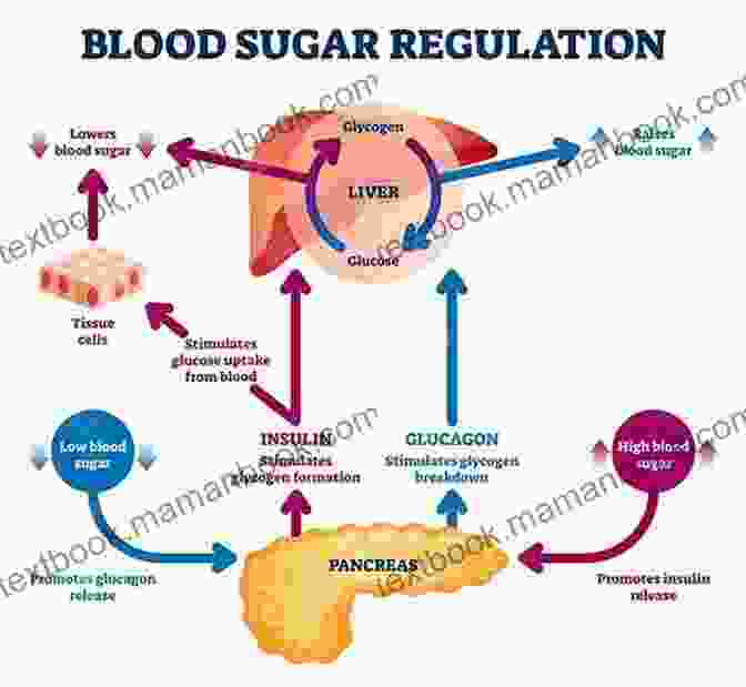 Diagram Illustrating Blood Sugar Regulation Glucose Revolution: The Life Changing Power Of Balancing Your Blood Sugar