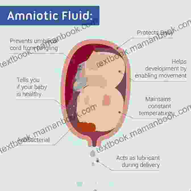 The Amniotic Fluid, A Sanctuary Of Comfort And Protection. Unborn: A Journey Into My Mother S Womb