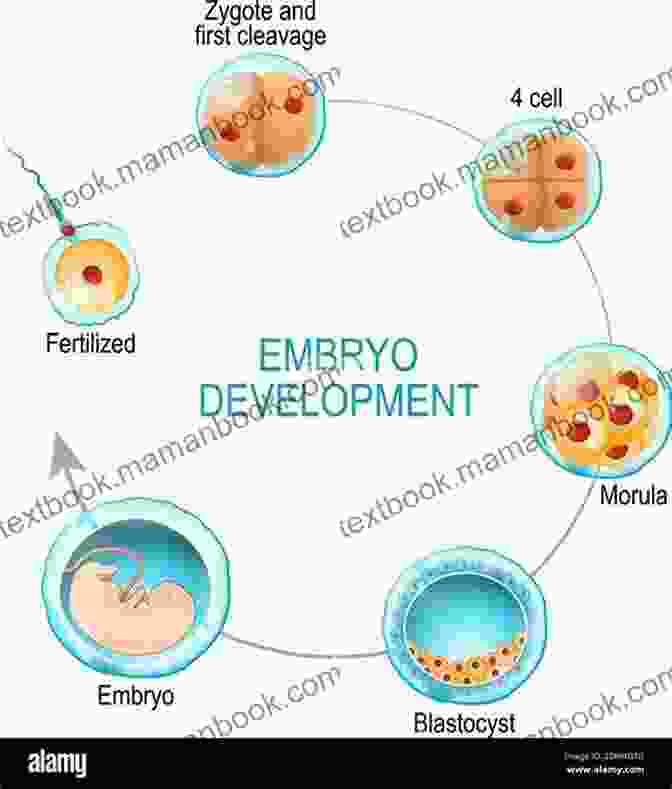 The Embryo Transforms Into A Complex Organism, Laying The Foundation For Life. Unborn: A Journey Into My Mother S Womb