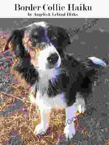 Border Collie Haiku Leland Dirks